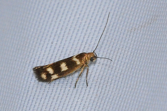 Scythris scopolella - Scythrididae